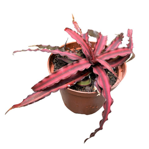 Cryptanthus Bivittatus (Starfish Plant)