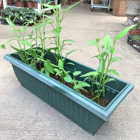 Kang kong (Water Spinach)