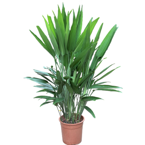 Dracaena Thailoides