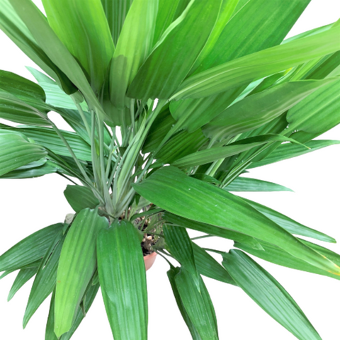 Dracaena Thailoides