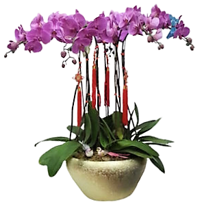 Doritaenopsis Tai Lin Light in Big Golden Pot