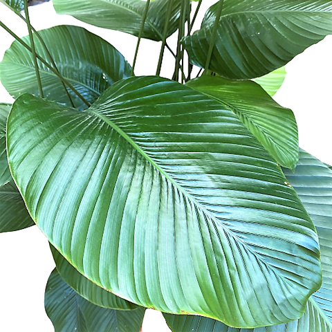 Thaumatococcus Daniellii (Sweet Prayer Plant)