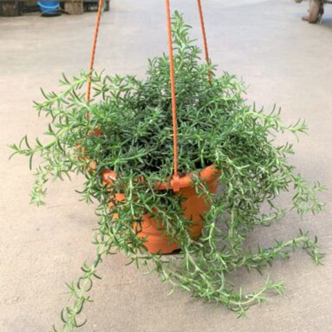 Rosemary (Creeping)