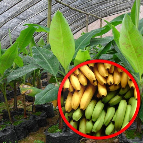 Banana Tree (Musa)