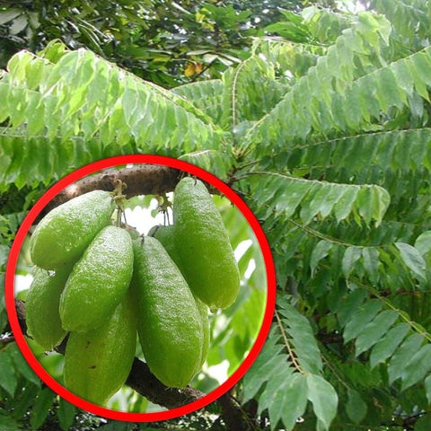 Belimbing (Averrhoa Bilimbi)