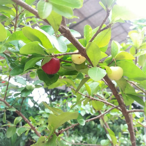 Barbados Cherry (Malpighia Emarginata)