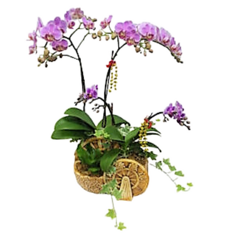 Doritaenopsis Sogo Tris in Oriental Design Pot