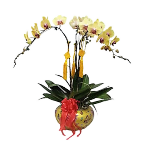 Doritaenopsis Sin Yaun Golden Beauty in Yellow Design Pot