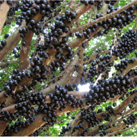 Jaboticaba (Plinia cauliflora)