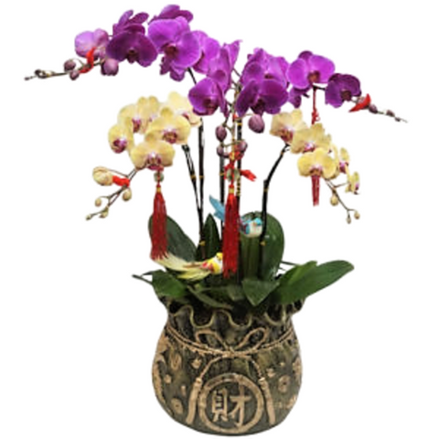 Doritaenopsis Tai Lin Light and Sin Yaun Golden Beauty in Moneybag Pot