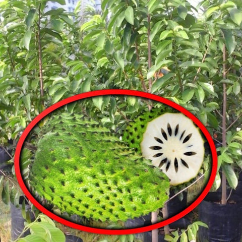 Soursop (Annona muricata)