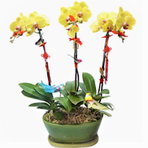Doritaenopsis Taida Fortune in Green Pot