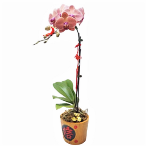 Doritaenopsis Sogo Vivien in Orange Pot