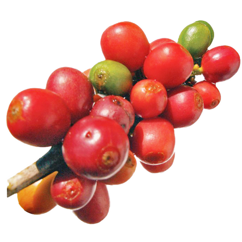 Coffee Arabica (Coffea Arabica)