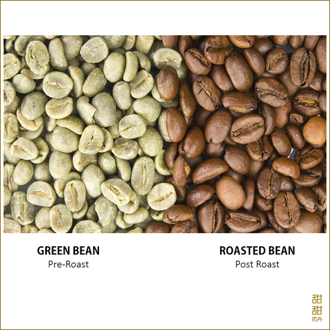 Coffee Arabica (Coffea Arabica)