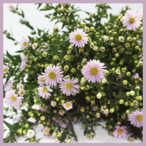 FreshCut Aster