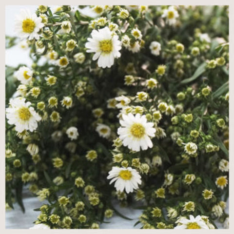 FreshCut Aster