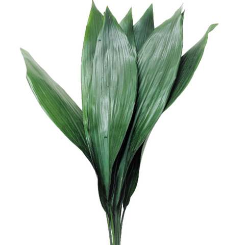 FreshCut Cast Iron Leaves (Aspidistra Elatior)