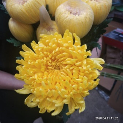 FreshCut Chrysanthemum Net