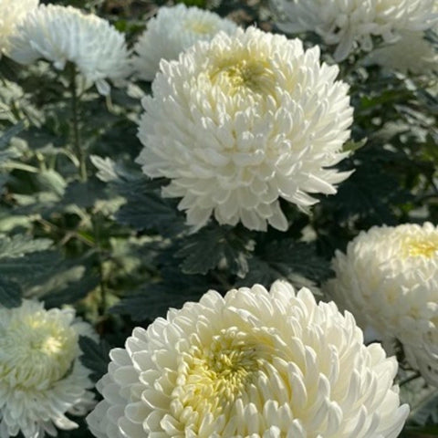 FreshCut Chrysanthemum Sunlight