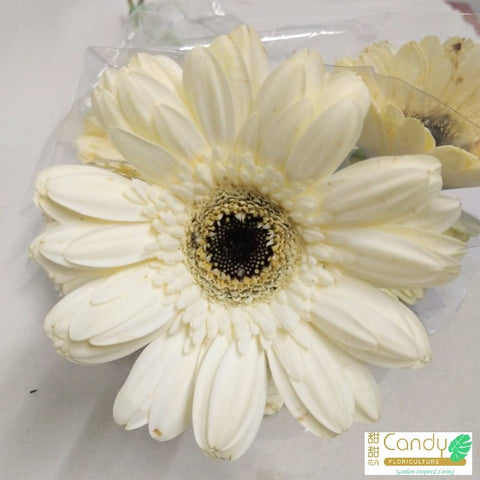 FreshCut Gerbera