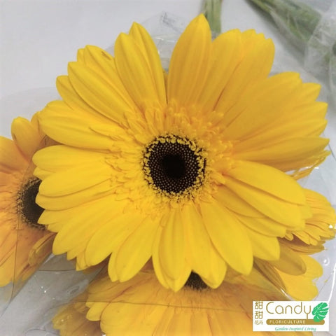 FreshCut Gerbera