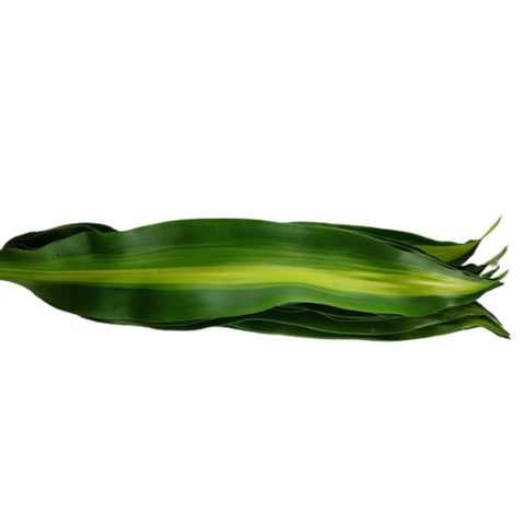 FreshCut Iron Leaf