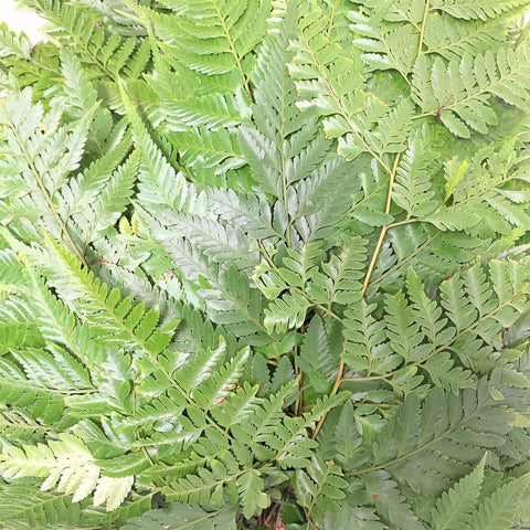FreshCut Johor Fern (Davallia)