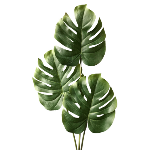 FreshCut Monstera