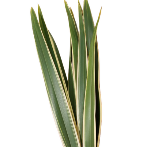 FreshCut New Zealand Flax