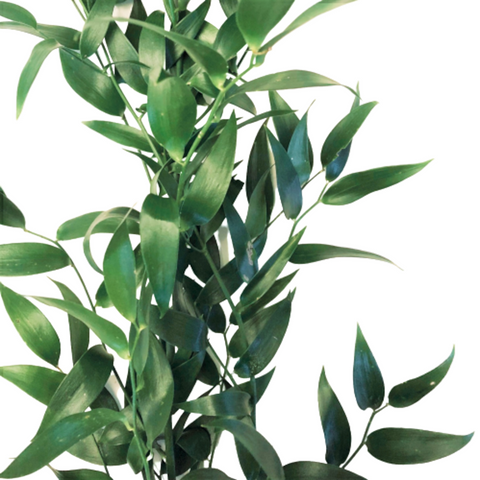 FreshCut Ruscus Leaf (Italy)