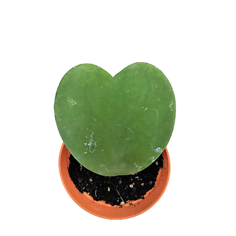 Hoya Kerrii