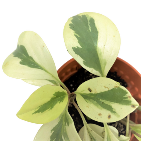 Peperomia Obtusifolia Variegated