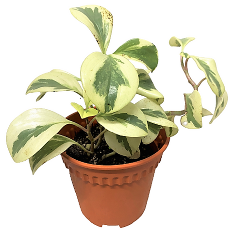 Peperomia Obtusifolia Variegated
