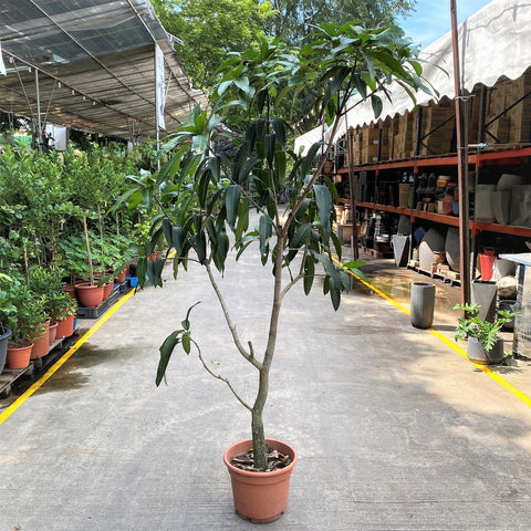 Mango (Mangifera Indica)
