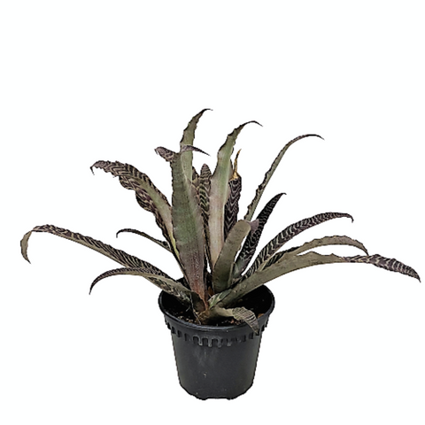 Cryptanthus Fosterianus