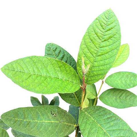 Guava (Psidium Guajava)