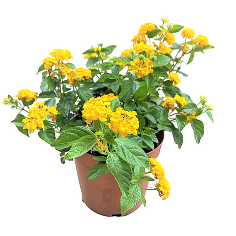 Lantanas