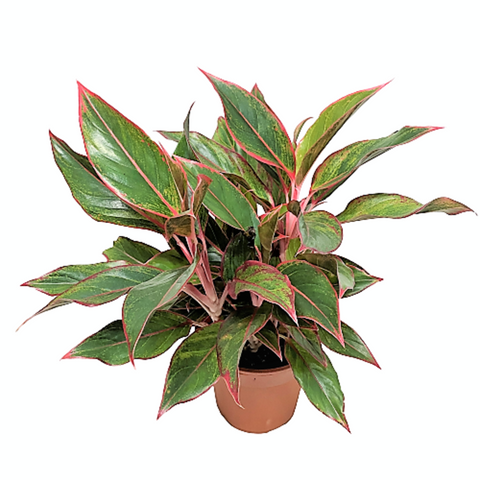 Aglaonema Siam Aurora