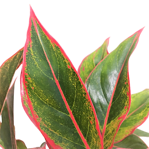 Aglaonema Siam Aurora