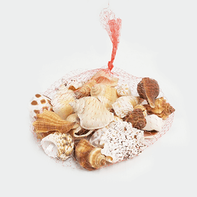 Assorted Seashells (Brown/White)