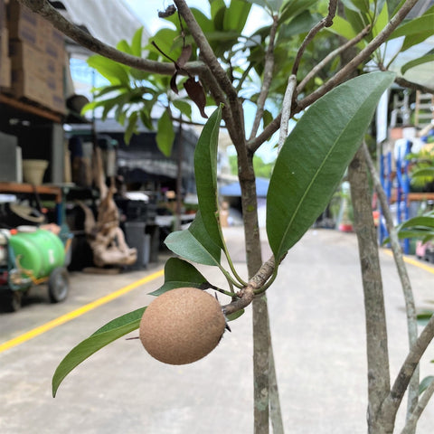 Chikoo (Manilkara Zapota)