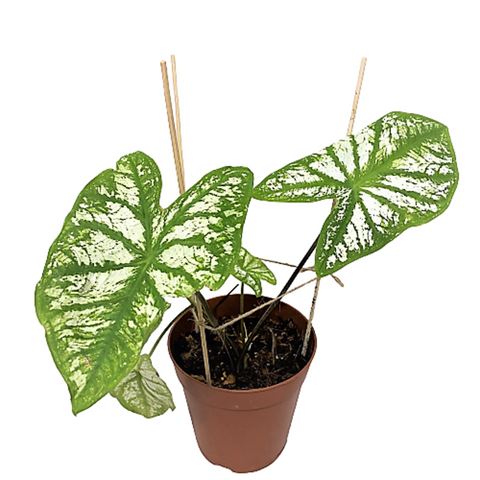 Caladium White Christmas