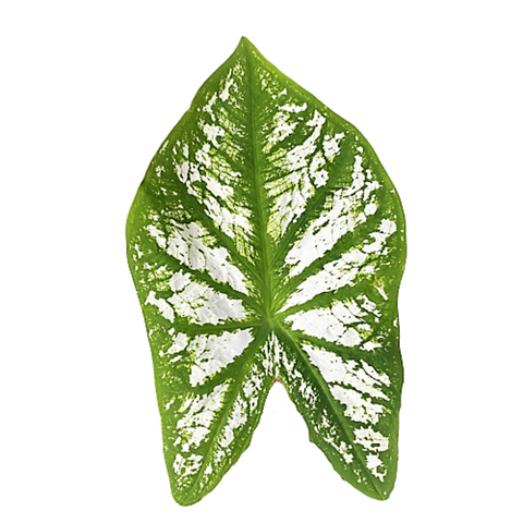 Caladium White Christmas