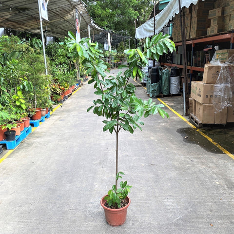 Soursop (Annona muricata)