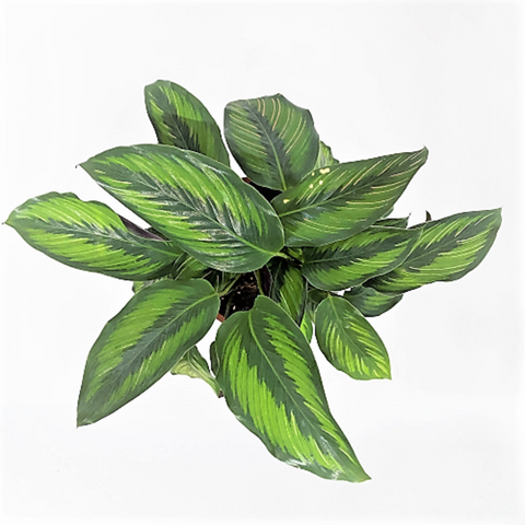 Calathea Beauty Star