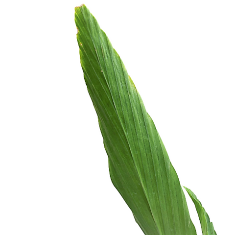 Cyclanthus Cocos