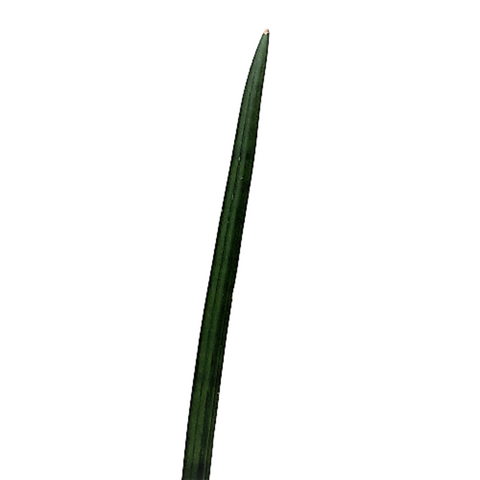 Sansevieria cylindrica (African Spear)