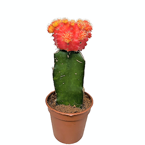 Gymnocalycium Mihanovichii (Mini Grafted Cactus) - Variety 1
