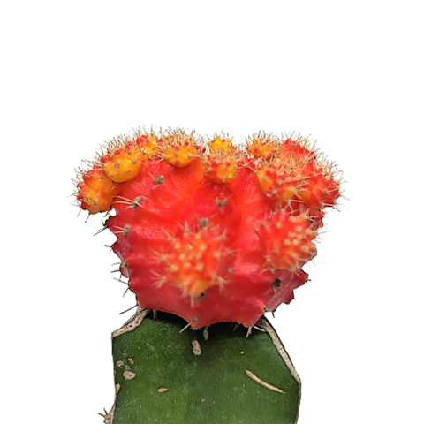 Gymnocalycium Mihanovichii (Mini Grafted Cactus) - Variety 1